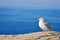 Seagull at Mythical Tintagel, Cornwall, England