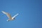 Seagull, Name of various species of birds of the order caradriform, living along the coasts, rarely within the ground: they have