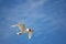 Seagull, Name of various species of birds of the order caradriform, living along the coasts, rarely within the ground: they have