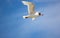 Seagull, Name of various species of birds of the order caradriform, living along the coasts, rarely within the ground: they have