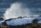 Seagull near a big wave in South africa