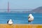 Seagull near Golden Gate Bridge