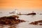 Seagull near impressive red sandstones of the Ladram bay on the Jurassic coast, a World Heritage Site on the English Channel coast