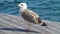 Seagull near water soak up the sun on a pier