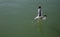 Seagull nearly touch the blue-green water at Black Sea