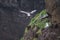 Seagull nest on the cliff in Mykines