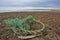 Seagull nest with the plastic rubbish on the Arctic island