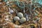 Seagull nest with the plastic rubbish on the Arctic island