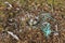 Seagull nest with the plastic rubbish on the Arctic island