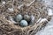 Seagull nest with three eggs