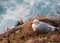 Seagull nesting on the edge of a cliff