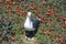 Seagull nesting with eggs, Anacapa, Channel Islands National Park, CA