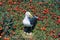 Seagull nesting with eggs, Anacapa, Channel Islands National Park, CA