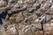 Seagull nesting in Lofoten Islands, Norway