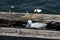 Seagull nesting on the skeleton jetty, Busselton, WA, Australia