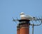 Seagull nesting on top of chimney pot stack