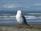 Seagull at New Brighton, Chch, Nz