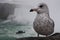 Seagull at Niagara