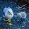 Seagull beside Niagara Falls