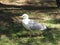 Seagull at Noon in a Park in South France