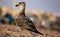 Seagull not yet fully developed, the feathers change around 2 years of life and the subject still has the color of the plumage of