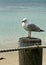 Seagull & Ocean