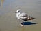 Seagull on ocean grey beach