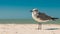 Seagull. Ocean or sea birds on the beach. Spring or summer vacations. Beautiful blue sky and turquoise ocean water. Quartz sand. S