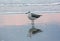 Seagull at Ocean Shoreline