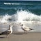 Seagull ocean strut