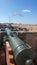 Seagull and old cannon in Essaouira fort in Morocco