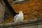 Seagull on an old mossy tiled roof