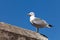 Seagull On Old Wall