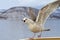 Seagull open mouth perching on a handrail of cruise ship