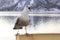 Seagull open mouth perching on a handrail of cruise ship