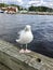 Seagull in Oslo, Norway