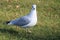 A Seagull out looking for food