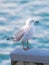 Seagull, outdoor and ocean environment or ecosystem wildlife at coastal sea in habitat for relax, calm or sitting. Bird