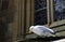 Seagull on the outside of an church
