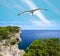 Seagull over cliffs in Telascica Nature Park. Croatia.