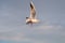 Seagull over the cloudly sky