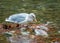 Seagull over dead salmon