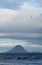 Seagull over Moutohora Island