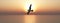 Seagull over the sea at sunset