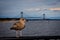 Seagull over Verrazano Bridge