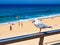 Seagull Overlooking Newcastle Beach, Australia