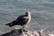 Seagull Overlooking Ocean