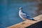 A seagull overlooking a retaining wall.