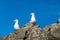 Seagull at Pacific coast