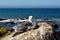 Seagull, Pacific Coast, near Morro Bay, California, USA